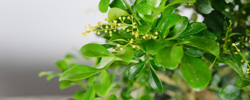 米兰花是什么样子的
