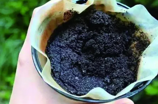 咖啡渣的用途养花