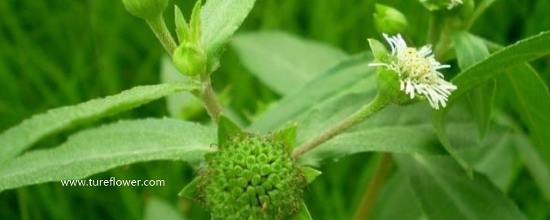 黑墨草植物黑发使用方法