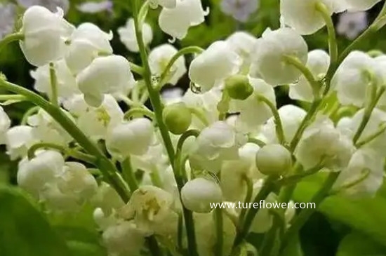 白色铃兰花象征着什么