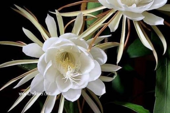 昙花开花时间大约有多久