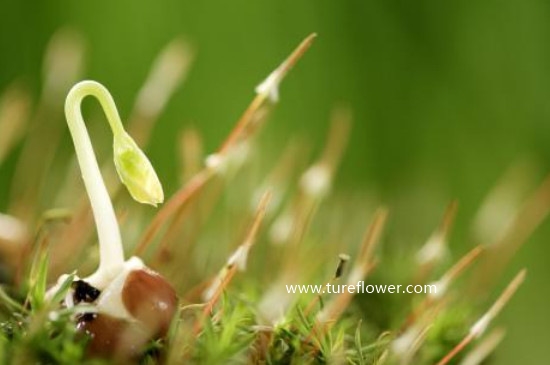 植物六大器官是什么