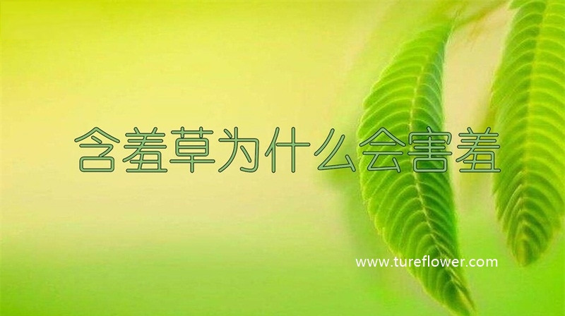 含羞草为什么会害羞