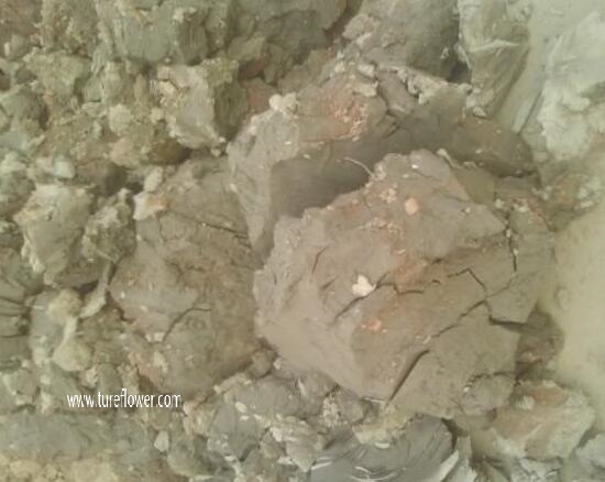 莲藕怎么种植简单方法，四个步骤种出粗壮的莲藕