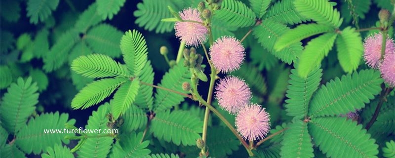 含羞草会开花吗