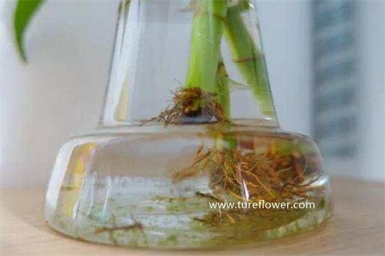 水培转运竹怎么养，5个步骤养一瓶茂密的转运竹