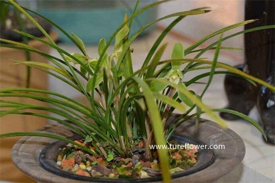 兰花什么季节开花