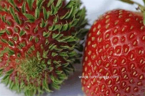 草莓芽什么样
