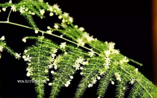 文竹花语是什么，象征永恒的心