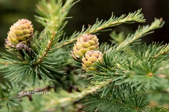 常见的10种裸子植物