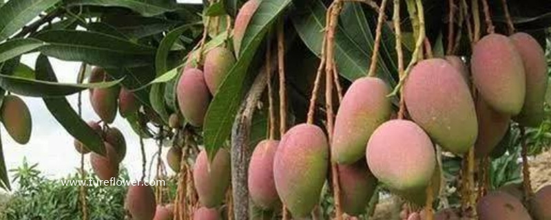 芒果怎么种植方法