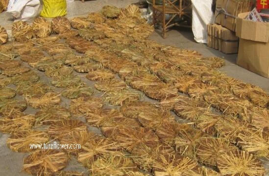 莲藕怎么种植简单方法，四个步骤种出粗壮的莲藕