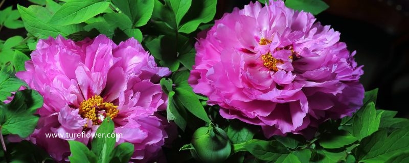 四大名花是哪四种花