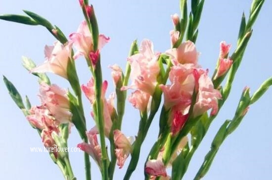 四大切花是什么