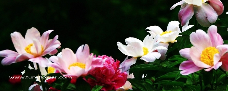 芍药花的花语