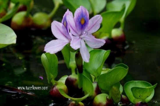 水葫芦种子怎么种植，3个要点轻松种植